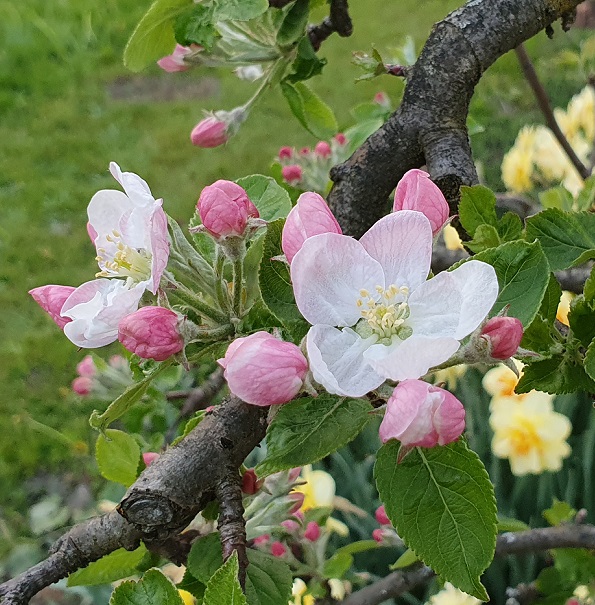 Apfelblüte in der Pergola