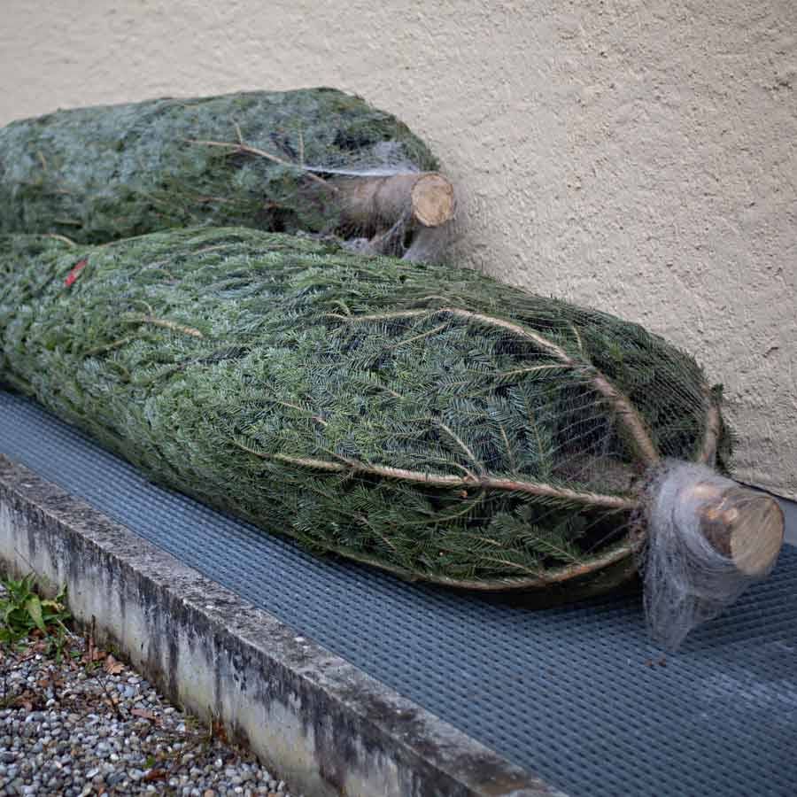 Verwandlung vom Tannenbaum in einen Weihnachtsbaum