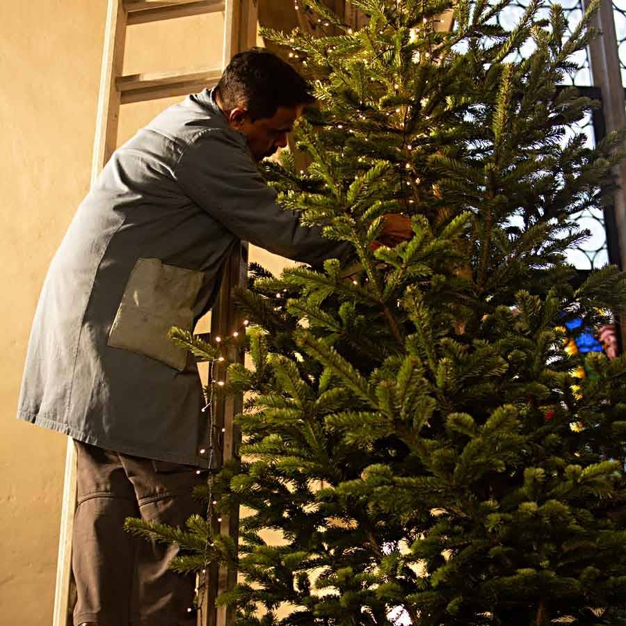 Verwandlung vom Tannenbaum in einen Weihnachtsbaum