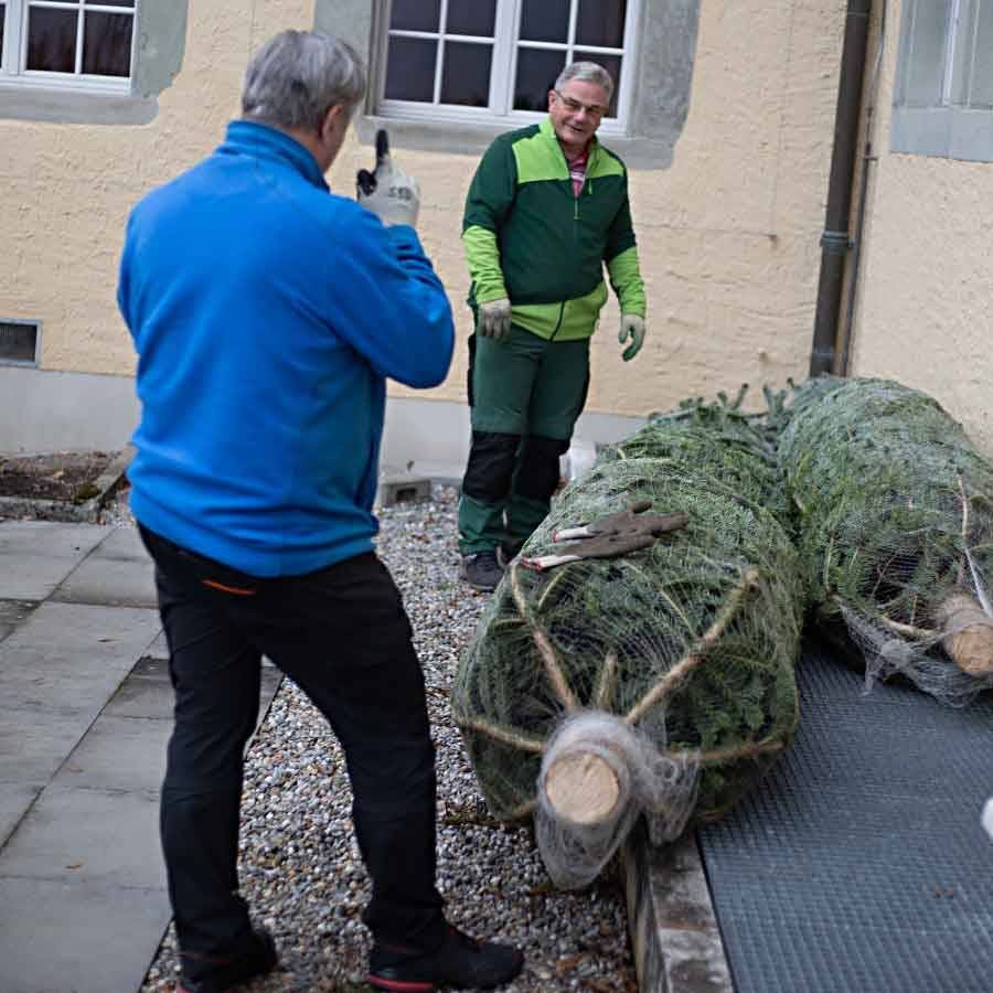 Verwandlung vom Tannenbaum in einen Weihnachtsbaum